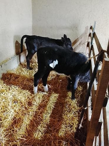 скамья скота: Продаю | Музоо, торпок — 3