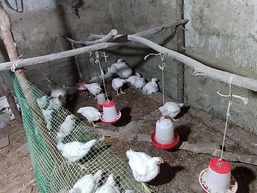 Үй жаныбарлары: Сатам | Балапандар | Бройлер | Көбөйтүү үчүн — 1