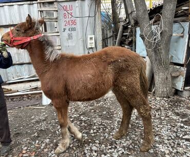 сколько стоит кролик: Продаю | Жеребенок | Для разведения | Племенные — 5