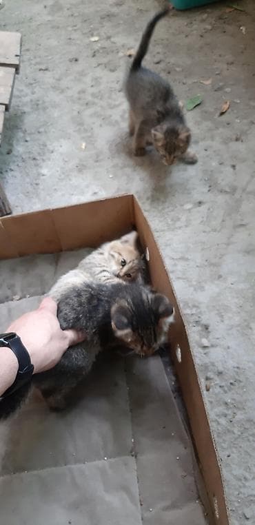 black cat: Отдам 2 месячных котят в добрые руки. Кушают всё, приучены к лотку. 2 — 7