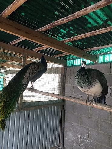 Зоотовары: Продам павлинов — 2