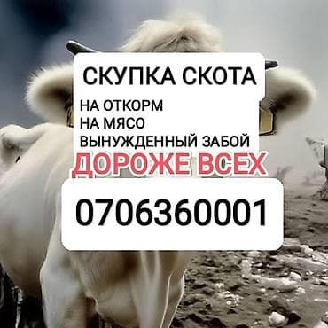 купить собаку бишкек: Скупка скота. Принимаем: - на откорм - на мясо - вынужденный забой — 1