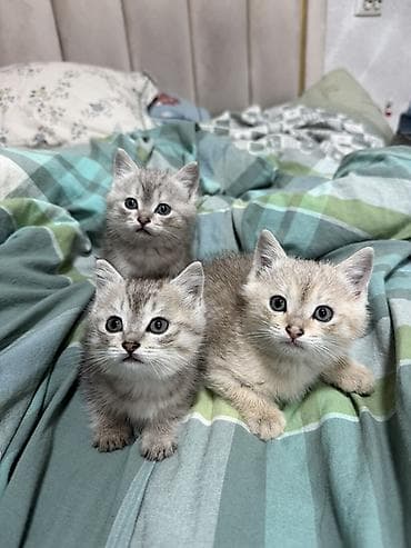 scottish fold: - Возраст: примерно 1,5 месяца на фото - Тип шерсти: плотная — 1