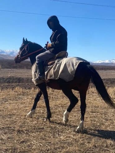 где можно купить собаку хаски: Продаю | Конь (самец) | Рабочий — 7