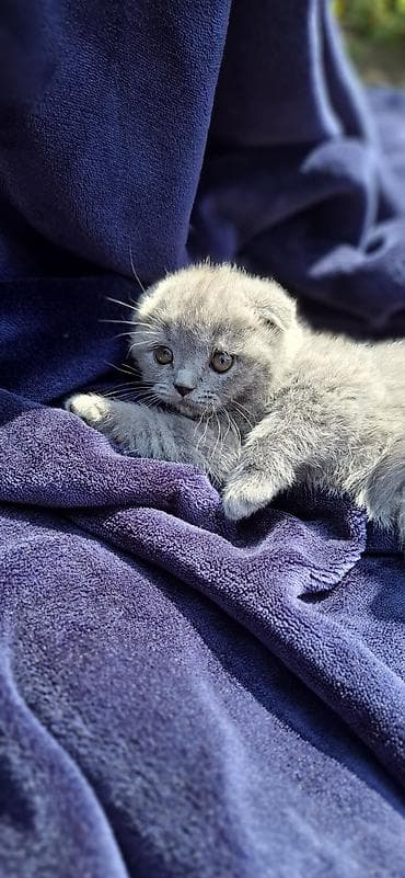 Продажа кошек: Шотландские котята (SCOTTISH):3 мальчика и 2 девочки, окрас-голубой — 9