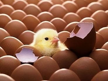 домашний петух: Продаю | Куры, Петух, Цыплята | На забой, Для разведения, Несушки — 4