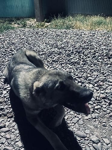 Продажа собак: Алабай, 1 год, Самка — 5