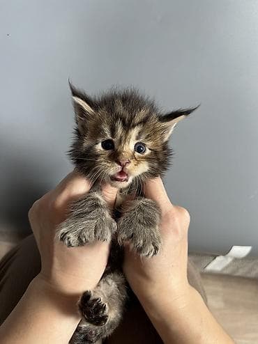 пчелка б у: Ласковые гиганты котята Мейн-куны полидакты 🥳🥳🥳 Чистокровный мейн — 9