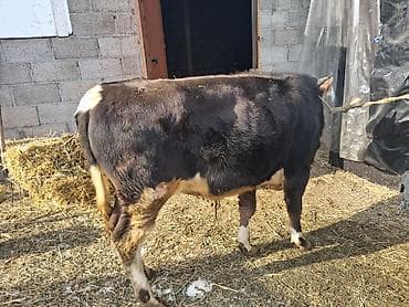 телята ангус: Продаю | Бык (самец) | На откорм | Привязанные — 10