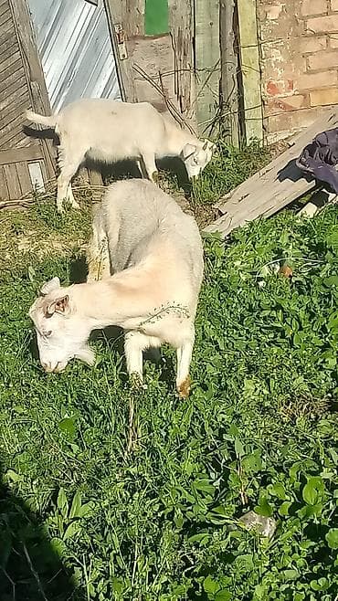 продаю тёлка: Продаю | Коза (самка) | Полукровка | Для молока | Племенные — 4