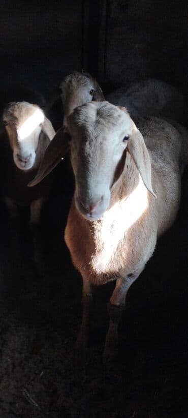 мейн кун бишкек 😺 питомник lyubushka 🐈 купить котенка 🐾 цена фото: Сатам | Кочкор (эркек) | Арашан, Аргын | Көбөйтүү үчүн — 3