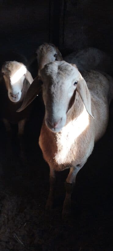 купить инкубационное яйцо с доставкой в регионы: Продаю | Баран (самец) | Арашан | Для разведения — 5