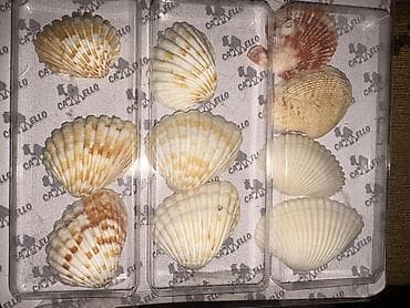 arctic mx4: Натюрморт акварель авторск раб молод художницы разм А-4 Гравюра по — 8