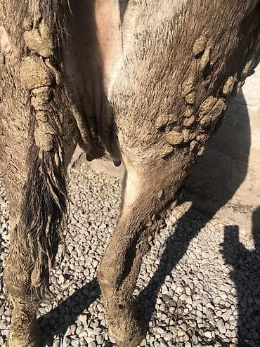 Аквариумы: Продаю | Корова (самка), Бык (самец), Тёлка | Швицкая | На откорм, Для разведения, Для молока | Искусственник — 3