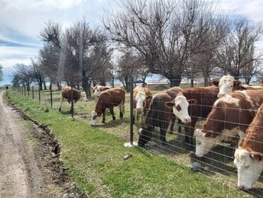 Дом и сад: Шарнирная сетка, Длина: 50 м, Новый — 5