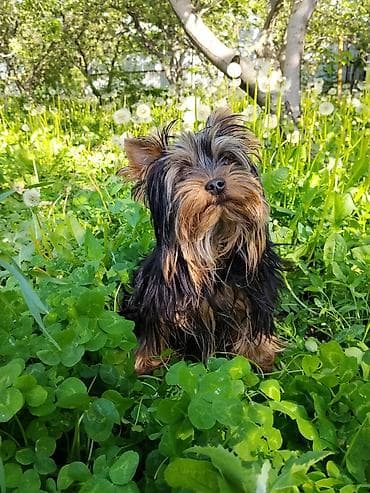 стаф щенки: Йоркширский терьер, 7 месяцев, Самка, С прививкой, С родословной — 5