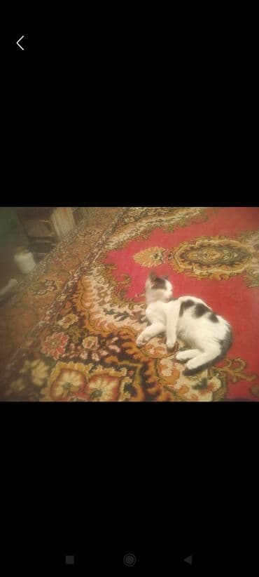 уй сатылат бишкек 2022: Мышык бекер берилет: Породасыз, 9 айлык, Эркек, Лотокко барууга үйрөтүлгөн, Курттардан тазаланган — 1