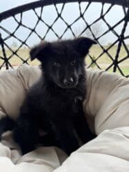 жалал абад ит: 🐾 Щенки немецкой овчарки 🐾 Продаются красивые, породные щенки — 11