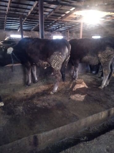 жугору бишкек: Сатам | Кунаажын — 2