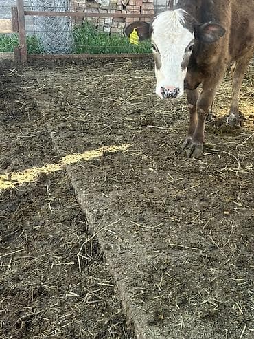 индийский бегунок купить: Продаю | Бык (самец) | На откорм — 1