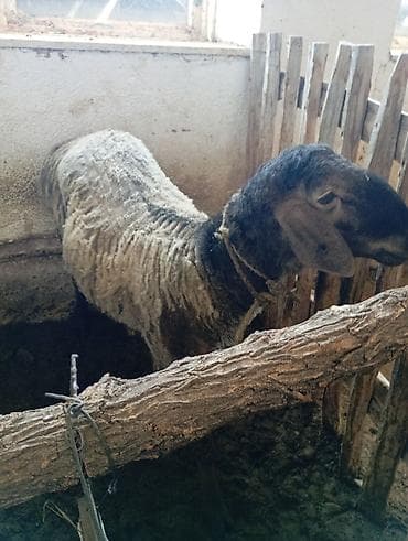 Сатам | Кочкор (эркек) | Көбөйтүү үчүн — 3