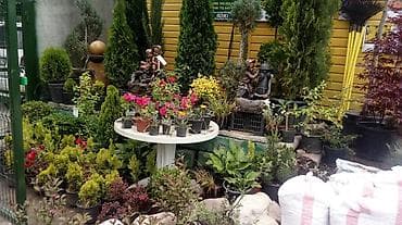 озеленение: Жашылдандыруу. Биз сиздер учун Сиз каалагандай чойро тузуп беребиз — 3