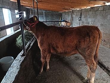 биг 6: Продаю | Корова (самка) | На откорм | Привязанные — 3