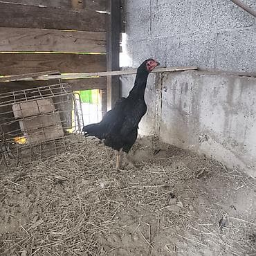 курица куплю: Продаю | Петух | Бойцовая | Для разведения — 9