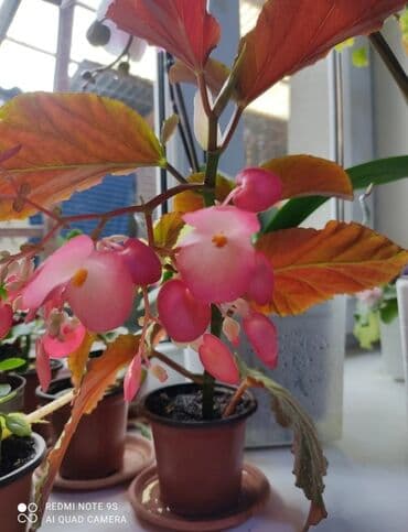 садовая тачка цена: Распродажа Гинура по 100 сом — 23