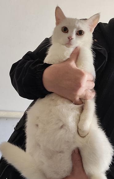 кошки в токмоке: Белые кошки с редким окрасом и выразительными янтарными глазами. На — 2