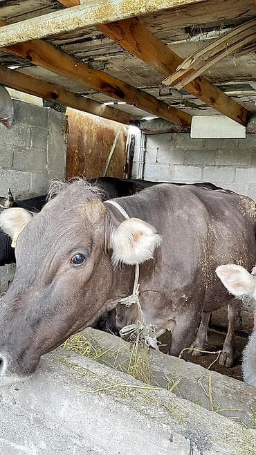 german shepherd: Продаю | Корова (самка) | Для молока | Привязанные — 7