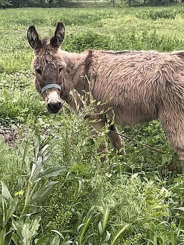 Обмен есть Беловодске сам приходишь!! Описание: - Полноразмерный осёл