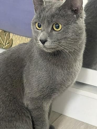 Кошка даром: Беспородная, 1 год, Мальчик, Приучена к лотку at lalafo.kg Кошка даром: Беспородная, 1 год, Мальчик, Приучена к лотку