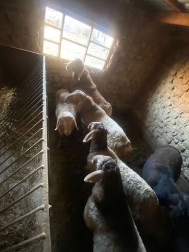 сколько стоит корова дойная: Продаю | Баран (самец) — 9