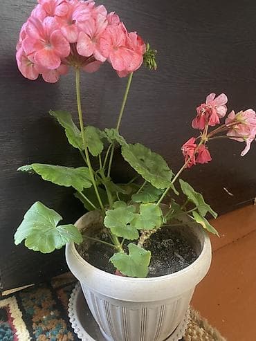 хрустальные вазы для цветов: Пеларгония (герань) в горшке — сорт с пестрой окраской соцветий. - — 2