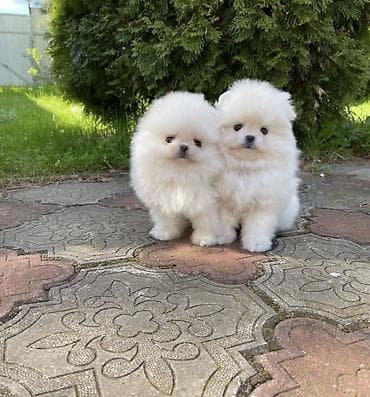 Продажа собак: Шпиц, 1 месяц, Самец, С прививкой, С родословной — 2