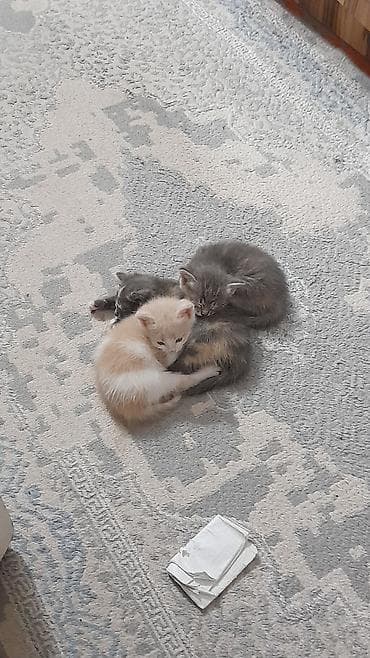 scottish fold: Котята домашние от пушистой кошки-мамы. Описание: - Помёт из — 1