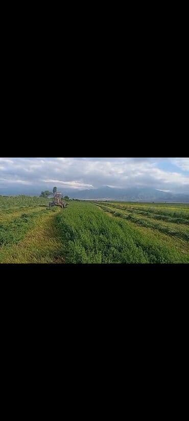 корм для домашних животных: Сено/люцерна в тюках - Заготовка с полей: покос, ворошение и — 1