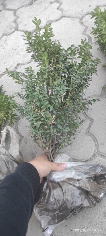 самшит декоративный кустарник: Рассада цветка: Самшиты — 3