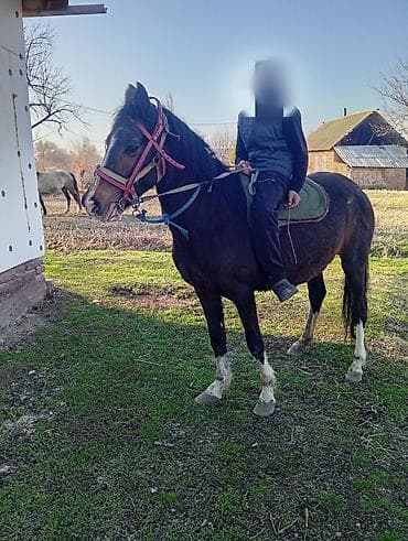 лошать: Продаю | Кобыла (самка) | Полукровка | Рабочий — 1