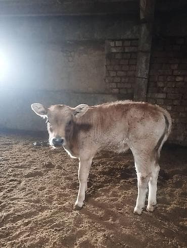 собака девочка: Продаю | Тёлка | Полукровка | На откорм — 3