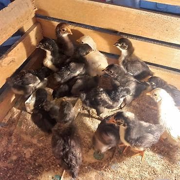 продаю козлят: Продаю | Цыплята | Для разведения — 1