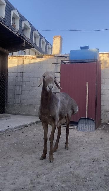 ящик сатылат: Сатам | Кочкор (эркек) | Арашан | Көбөйтүү үчүн | Асыл тукумдуу — 7