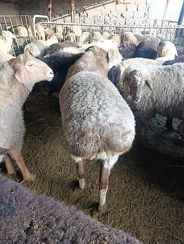 красно степная: Продаю | Баран (самец) | Гиссарская | На забой — 4