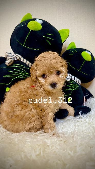 Ит кууту: Готовятся к продаже породные щенки той пуделя. С родословной! ОТКРЫТО — 3