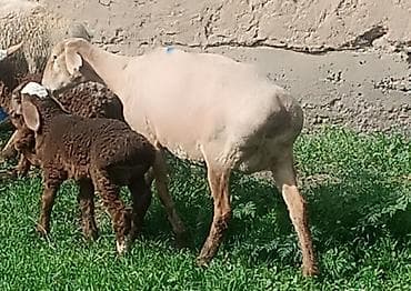 купить курдючного барана: Продаю | Овца (самка) | Для разведения | Матка — 2