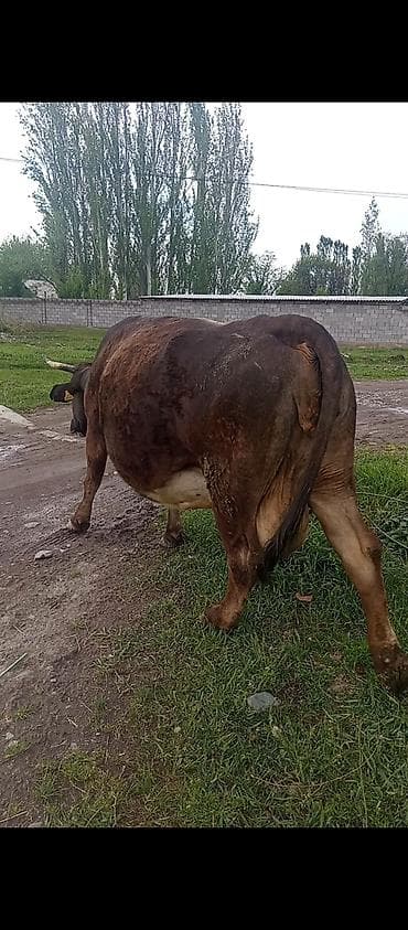 купить собаку кане корсо: Продаю | Корова (самка) | Для молока | Не стельные — 2