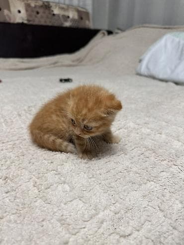 котята простые: Шотландские вислоухие котята (Scottish Fold) - Окрас: черепаховый — 3