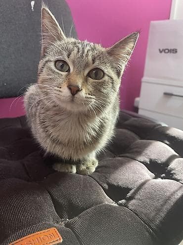 продажа домашних животных: 4 месяца, Девочка, Приучена к лотку, Проглистована — 5