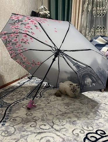 котят ош: Скотиш Фолд (Шотландская вислоухая), 2 года, Девочка, Белый, Приучена к лотку — 7